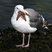 Western Gull